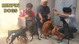 SMALL BREED MINPIN KENNEL IN INDIA | BEST TOY BREED IN THE WORLD | HASHMEET KENNEL PATIALA