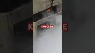ONE JUŻ TAK MAJĄ 😮😂😂 #funnymoments #shorst #graoplon #viral