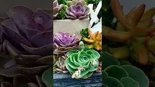 #succlents #houseplats #gardening #summertime #northern_delights