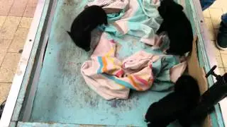 Cute little piggies playing
