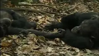 The Cultured Ape (Part 5 of 6)