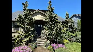 Golden Hinoki Cypress Pruned Japanese Style—Before/After