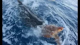 GIANT TIGER SHARK EATS TURTLE (We Rescued It!) Ep. 3