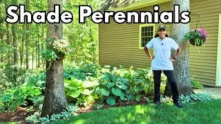 How To Deadhead Prune Hosta Astilbe Heuchera Tiarella Lamium ✂️