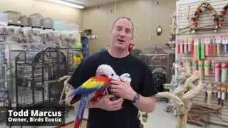 Is it OK to take my bird outside?