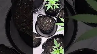 BLAST OFF 420! Evolution. Episode 9. Voyage to Za!