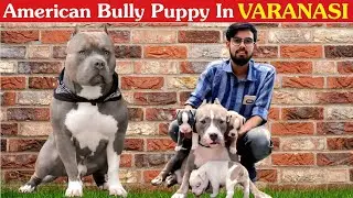 American Bully XL | Best Quality Puppy In Varanasi!