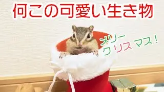 クリスマスだしリスでも見ていかない？
