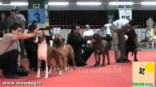 Show Dog - Boxer - Vegas Sunland BR