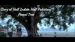Story of Half Indian Half Pakistani tree | Suchetgarh | Sailkot | India | Pakistan | Ep-2