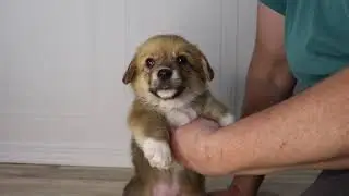 Orange Girl - AKC Pembroke Welsh Corgi puppy born 12/5/25 in West Memphis Arkansas