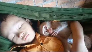 Baby monkey Win hugs his brother sleep well
