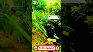 High Quality Reaper machine for crops and farming #youtubeshorts #gardeningtool #reaper #instagram