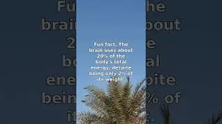 The Brain's Energy Demand Explained
