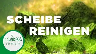Aquarium Scheibe reinigen [KRATZERFREI]