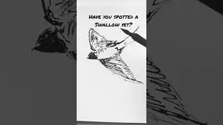Sketching swallows in flight with a dip pen...
