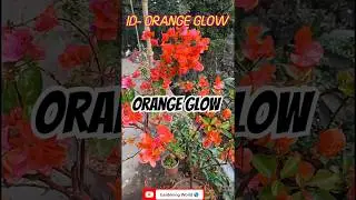 Gardening World 🌎, Bougainvillea, Orange glow 🌟✨