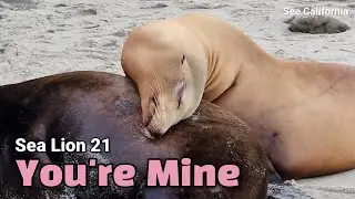 He's Mine - Sea Lion You're Mine 21