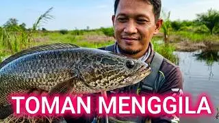 Toman Menggila ‼️ Angler pun Gembira | Casting Toman #fishing #mancing
