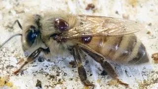 Applying Oxalic Acid to Wintering Bee Colonies
