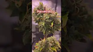 Wedding Cake Fem Auto Day 97 #msnl #fertilab
