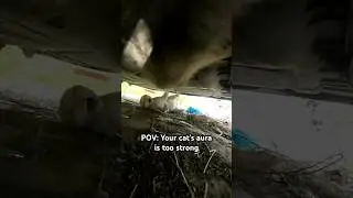 #cats #catlife #catlovers #catpov