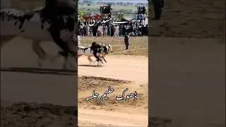 Best bull race in pakistan 2022! vip dandi group(mundari dand)#bullrace #shortsvideo