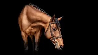 Seven Devils||Equestrian Music Video||
