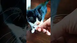 Cats... Moments Of A Strange Cat! 😆💕 #cats #cutecat #sillycat #strangecat #cute