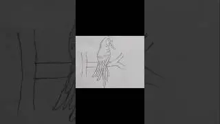 parrot drawing for beginners