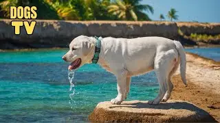 DOG TV: Video Entertain & Relax Best for Dogs While You&rsquo;re Away Home - Comfort All Day Music for Dog