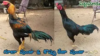 Koppi Reza Pettamaru & Guba Punjulu||8074334157||తూర్పు పుంజు అమ్మబడును||#StarAseelTV