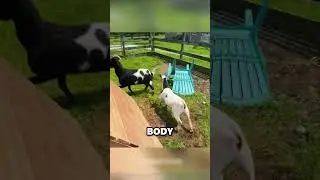 Goats With a Glitch 😨