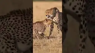 Mother cheetah's authority cannot be challenged