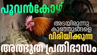 അടയിരിക്കുന്ന പൂവൻ കോഴി | Aseel chicken Farming | Aseel chicken | backyard Farming | Poultry Media