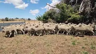 AC PJ & MC ROBERTS MERINO EWE LAMBS