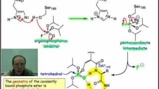 Sarin: A Serine Protease Inhibitor