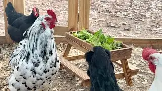 Egg THIEF Tries to Crash Chicken Picnic