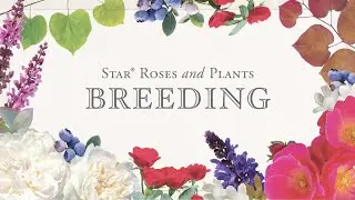 Star&reg; Roses and Plants: Breeding