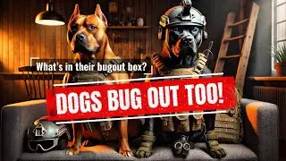 Building the ULTIMATE Bugout Box for Your Dog!