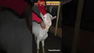 Visit Of Usman Goat Farm