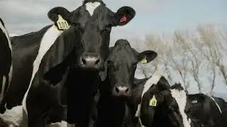 ANP Farms: Rubber mats reduced lameness in a dairy farm