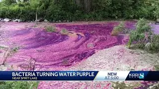 Bacteria turns water in Iowa creek purple