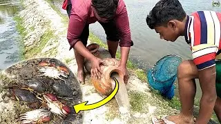 Unique Way of Mud Crabs Trapping System || New Technique of Giant Mud Crab Catching