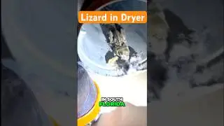 Кладбище ящериц: история ужасов из сушильной машины, в которую вы не поверите #шорты