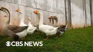 Brazilian prison using geese for security