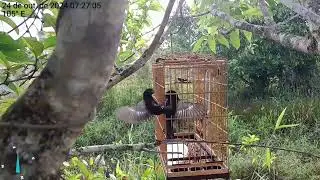 premeiras brigas do snaipe depois da mulda