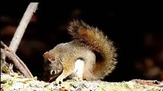 Red tail squirrel 4K