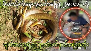 မိတ်လိုက်နေတဲ့လင်းမြွေနှစ်ကောင်ကိုချက်စား သူရဲ့ကြောက်မက်ဖွယ်အဖြစ်ဆိုး