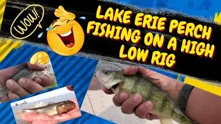 Catching Big Perch at Lake Erie on a High Low Drop Shot Rig